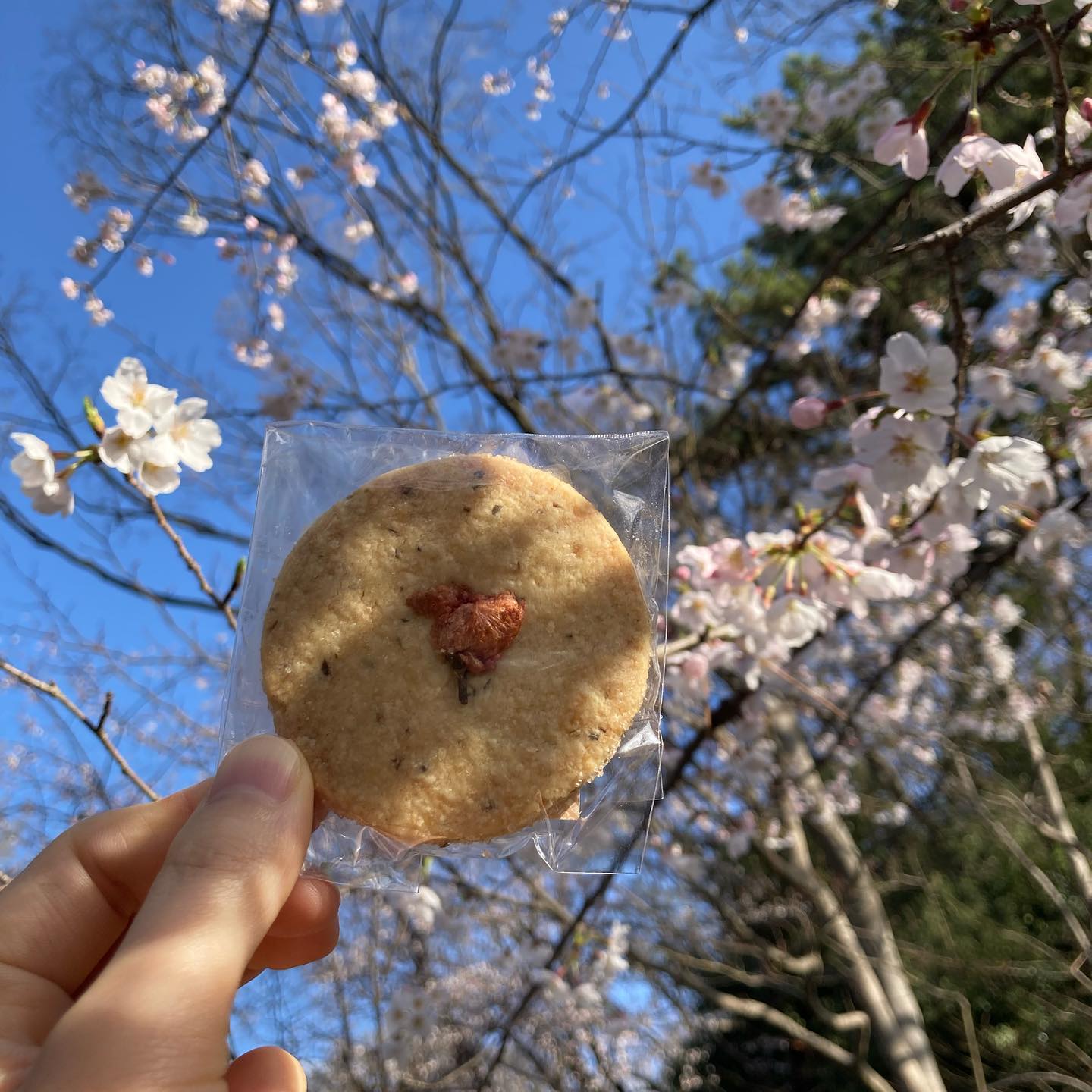春の嵐が去ってとてもいい天気️多摩川浅間神社、多摩川台公園の桜もきれいに咲き始めました。たんぽぽやすみれもちらほら。来週が満開かなというところですが、今日もお花見日和ですよ写真は桜と昆布の塩サブレ。友人に近況をたずねたら、利尻で昆布漁をしていると。おすそわけしてもらいました️サンドイッチや桜ドリンクもご用意しておりますので、お立ち寄りください。